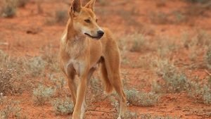 dingo - TA NEA - TA NEA