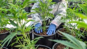 w10-174312cannabis - TA NEA - TA NEA
