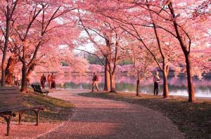 Cherry+Blossom+Path_forWeb - TA NEA - TA NEA