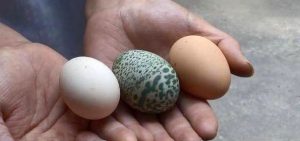 0_Newsflash-ChickenGreenEgg-02jpeg - TA NEA - TA NEA