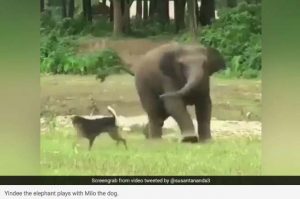 elephant - TA NEA - TA NEA