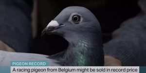 pigeon - TA NEA - TA NEA
