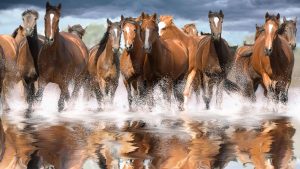Mixed herd of mares gallops toward us splashing in shallow water - TA NEA - TA NEA
