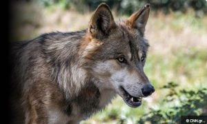 wolf - TA NEA - TA NEA