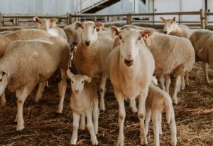 FMD warning by Dutton 1 - TA NEA - TA NEA