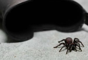 Spike in funnel web spider - TA NEA - TA NEA