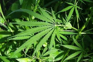 cannabis-plant - TA NEA - TA NEA